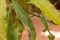 Common Baron Caterpillar Camouflage