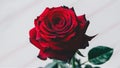 Perfectly blossomed red rose with pristine white background Royalty Free Stock Photo