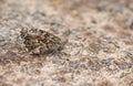 A perfectly camouflaged Grayling Butterfly Hipparchia semele perching on the ground. Royalty Free Stock Photo