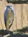 Black Crowned Night Heron sitting on a branch