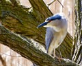 Black Crowned Night Heron sitting on a branch