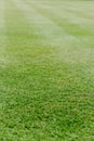 Perfectly cut grass greenery background Royalty Free Stock Photo