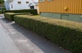 Perfectly cut hedge in front of a yellow house Royalty Free Stock Photo