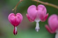 Perfectly formed pink and white bleeding heart flowers, photographed at RHS Wisley gardens, UK. Royalty Free Stock Photo