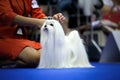 Perfectly groomed white maltese dog - toy dog.
