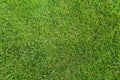 Perfectly manicured green grass background