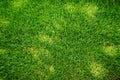 Perfectly mowed fresh garden lawn in summer. Green grass with sunspots. Royalty Free Stock Photo