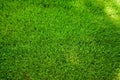 Perfectly mowed fresh garden lawn in summer. Green grass with sunspots. Royalty Free Stock Photo