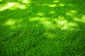 Perfectly mowed fresh garden lawn in summer. Green grass with sunspots. Royalty Free Stock Photo