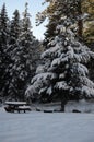 Perfectly Peaceful Picnic Spot: Snowy Christmas Scene on National Forest Land in the Cascades