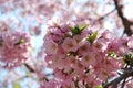 Perfectly Pink Cherry Blossoms in DC Royalty Free Stock Photo