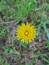 Perfectly proportional dandelion