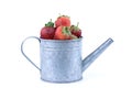 Perfectly retouched fresh strawberry fruit in silver colored watering can on white background Royalty Free Stock Photo