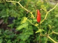 Perfectly ripe chilies are full red and not damaged