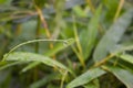 perfectly round dew drops in the morning