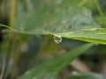 perfectly round morning dew drops Royalty Free Stock Photo