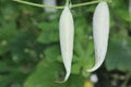 Perfectly shaped snake gourd is matured enough for harvesting. Green background depicts the plantation method farmers follow