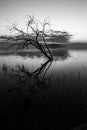 Perfectly symmetric tree reflections on a lake