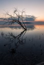 Perfectly symmetric tree reflections on a lake at dusk