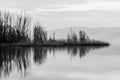 Perfectly symmetric trees reflections on a lake