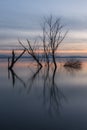 Perfectly symmetric trees reflections on a lake at dusk