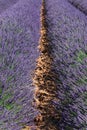 Perfectly symmetrical parallel long rows of light purple lavender bushes on yellow gravel Provencal soil. Vaucluse