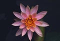 Perfectly symmetrical Pink water lily topview