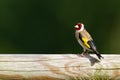 Perfectly symmetrical shot of a Carduelis bird perched on a smooth thick log