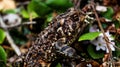 A picture i took in Algonquin park of a toad