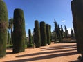 Perfectly trimmed conifer hedge in Cordoba