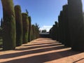 Perfectly trimmed conifer hedge in Cordoba