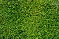 Perfectly-trimmed evergreen hedge plant texture to use as a background