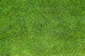 Perfectly trimmed green grass lawn texture, background