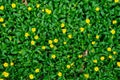 Perfectly-trimmed green hedge plant texture with yellow flowers to use as a background