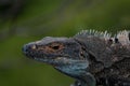 Profile of an iguana sunbathing with a green tropical forest background Royalty Free Stock Photo