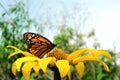 Perfil Monarch Butterfly on top of a yellow flower Royalty Free Stock Photo