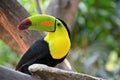 Perfil portrait of tucan