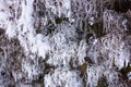 Perfoliate Honeysuckle in frost. winter. Royalty Free Stock Photo