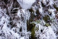 Perfoliate Honeysuckle in frost. winter. Trees in hoarfrost