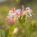 Perfoliate honeysuckle natural habitat Royalty Free Stock Photo