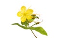 Perforate Saint John`s wort