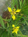 Perforate st John`s-wort is a familiar flower