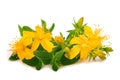 Perforate St John`s-wort flowers Royalty Free Stock Photo