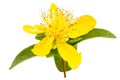 Perforate St John's-Wort Flowers Isolated on White Background. yellow flowers Royalty Free Stock Photo