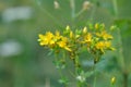 Perforate St John`s-wort, herbal plant Royalty Free Stock Photo