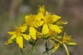 Perforate St John's-wort Royalty Free Stock Photo