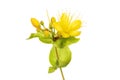 Perforate St John`s-wort Royalty Free Stock Photo