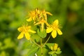 Perforate St John`s-wort. Hypericum perforatum macro flowering plant in green background