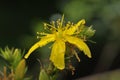 Perforate St John's-wort