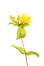 Perforate St John`s wort